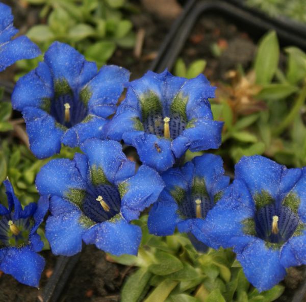 Stängelloser-Enzian (Gentiana acaulis)