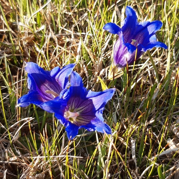 Stängelloser Kalk-Enzian (Gentiana clusii)