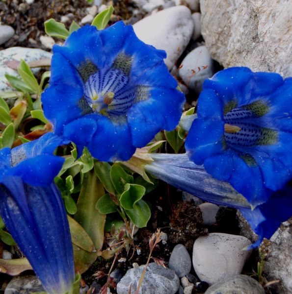 Sommer-Enzian Bella Alpinella (Gentiana septemfida var. lagodechiana Bella Alpinella)