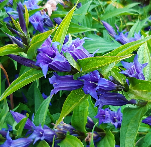 Schwalbenwurz-Enzian (Gentiana asclepiadea)