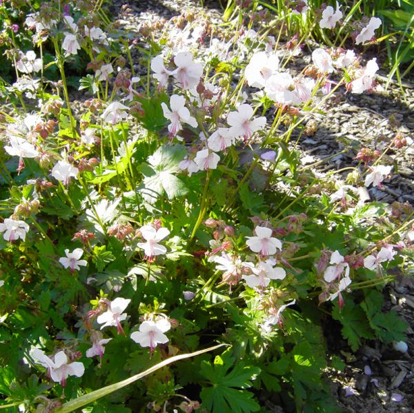 Teppich-Storchschnabel Biokovo (Geranium x cantabrigiense Biokovo)