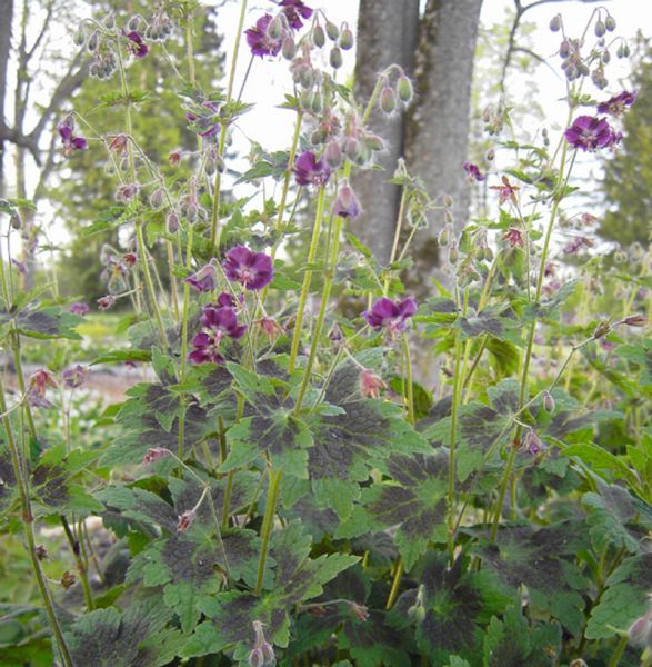 Brauner-Storchschnabel Samobor (Geranium phaeum Samobor)