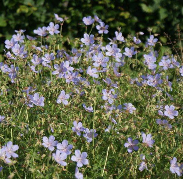 Storchschnabel Blue Cloud (Geranium collinum Blue Cloud)