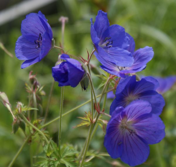 Wiesen-Storchschnabel Orion (Geranium pratense hybride Orion)