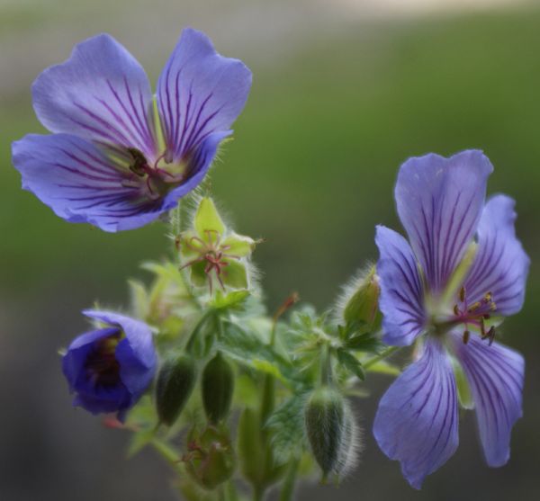 Storchschnabel Ushguli Grey (Geranium ibericum Ushguli Grey)