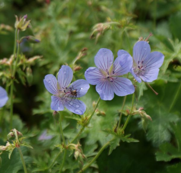 Storchschnabel Blue Cloud (Geranium collinum Blue Cloud)