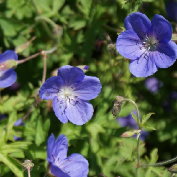 Storchschnabel Brookside (Geranium Pratense-Hybride Brookside)