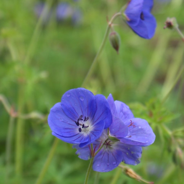 Storchschnabel Brookside (Geranium Pratense-Hybride Brookside)