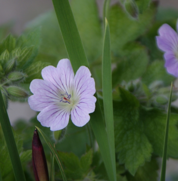 Storchschnabel Chantilly (Geranium Gracile-Hybride Chantilly)