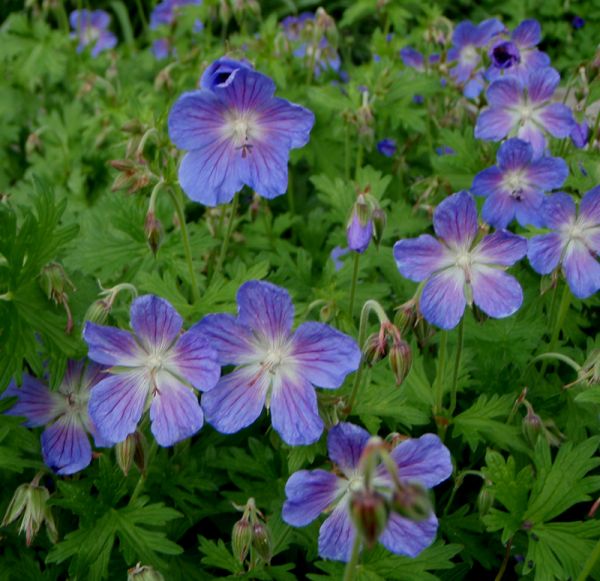 Wiesen-Storchschnabel Johnsons Blue (Geranium pratense Johnsons Blue)