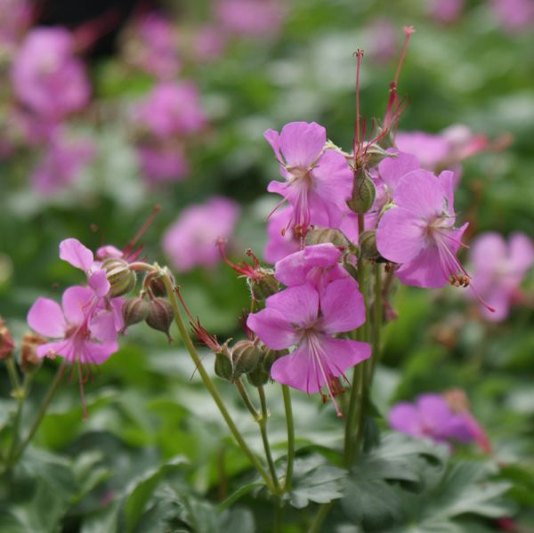 Teppich-Storchschnabel Berggarten (Geranium x cantabrigiense Berggarten)