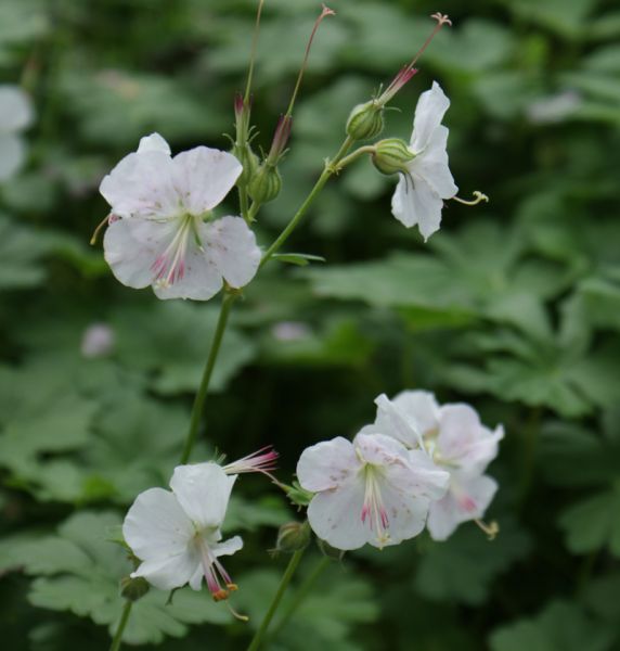 Teppich-Storchschnabel Saint Ola (Geranium x cantabrigiense Saint Ola)