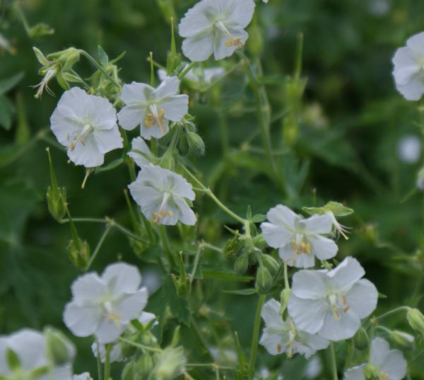 Brauner Storchschnabel Album (Geranium phaeum Album)