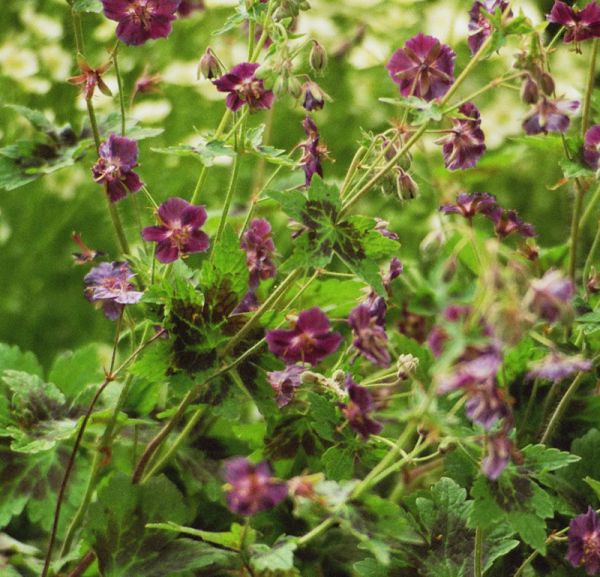 Brauner-Storchschnabel Samobor (Geranium phaeum Samobor)