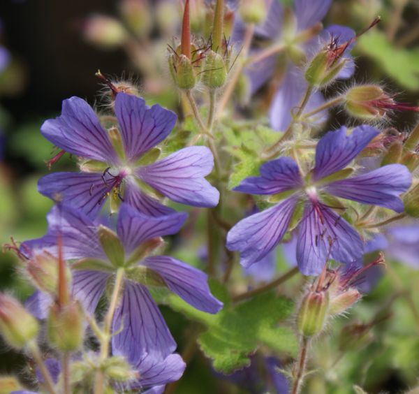 Kaukasus-Storchschnabel Philipe Vapelle (Geranium renardii Philipe Vapelle)