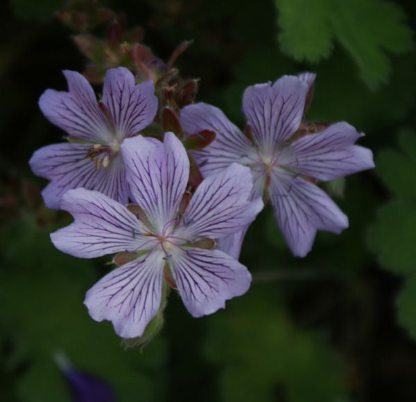 Kaukasus-Storchschnabel Tchelda (Geranium renardii Tchelda)