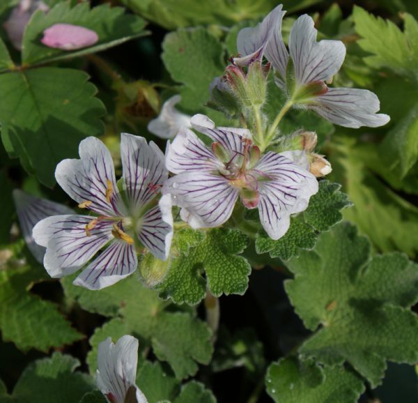 Kaukasus-Storchschnabel (Geranium renardii)