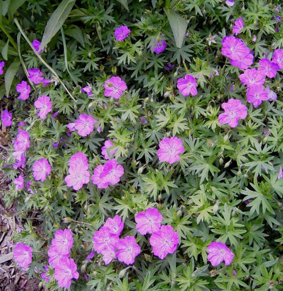 Blut-Storchschnabel Max Frei (Geranium sanguineum Max Frei)