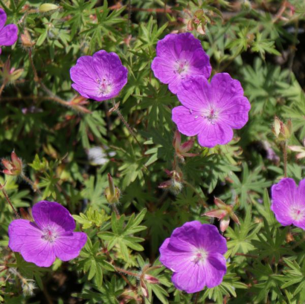 Blut-Storchschnabel (Geranium sanguineum)