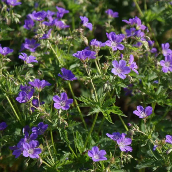 Wald-Storchschnabel Birgit Lion (Geranium sylvaticum Birgit Lion)