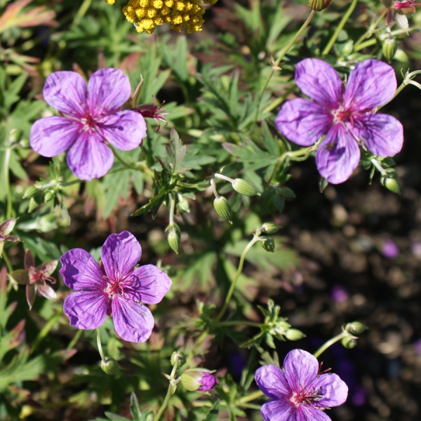 Storchschnabel (Geranium yezoense ssp. nipponicum)