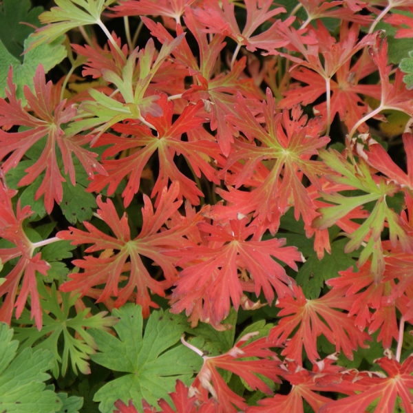 Storchschnabel (Geranium yezoense ssp. nipponicum)