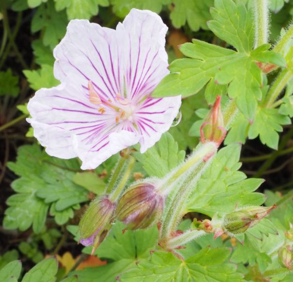 Storchschnabel Derrik Cook (Geranium himalayense Derrik Cook)