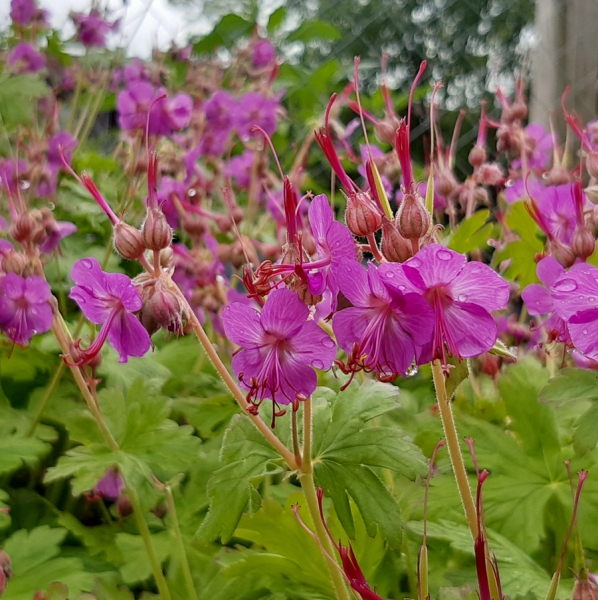 Balkan-Storchschnabel Czakor (Geranium macrorrhizum Czakor)