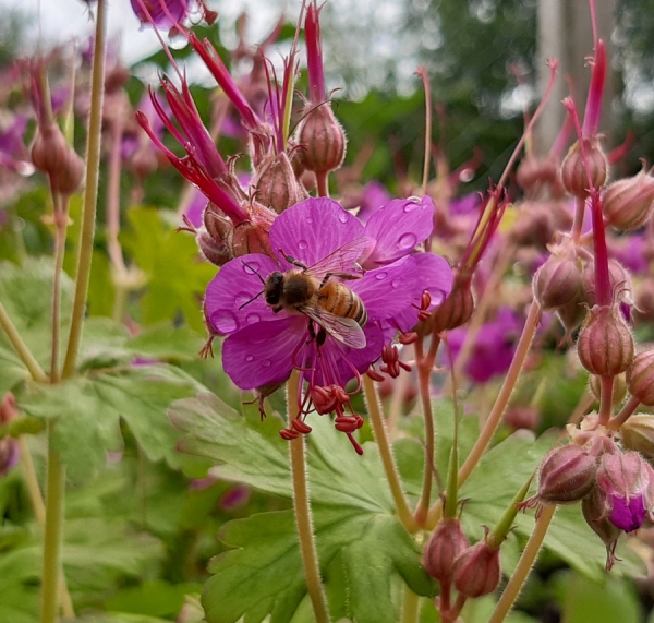 Balkan-Storchschnabel Czakor (Geranium macrorrhizum Czakor)