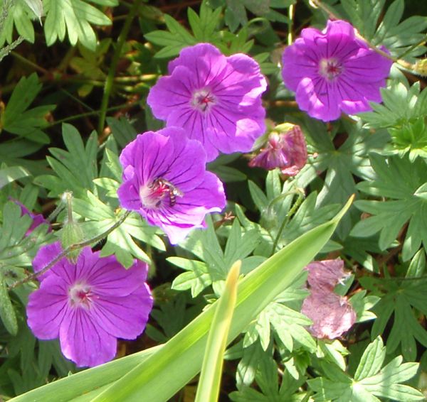 Blut-Storchschnabel Tiny Monster (Geranium sanguineum Tiny Monster)