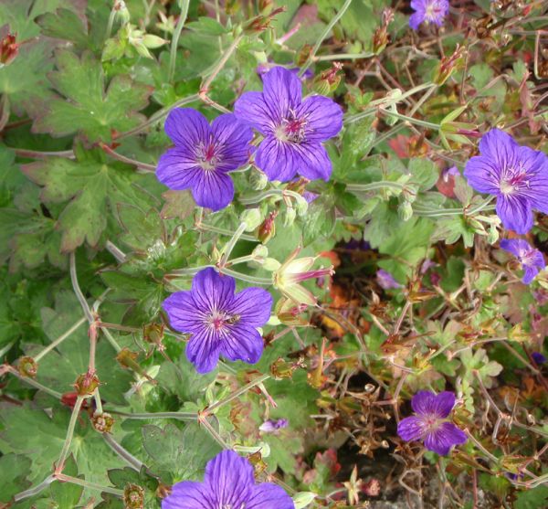 Sibirischer Storchschnabel (Geranium wlassowianum)