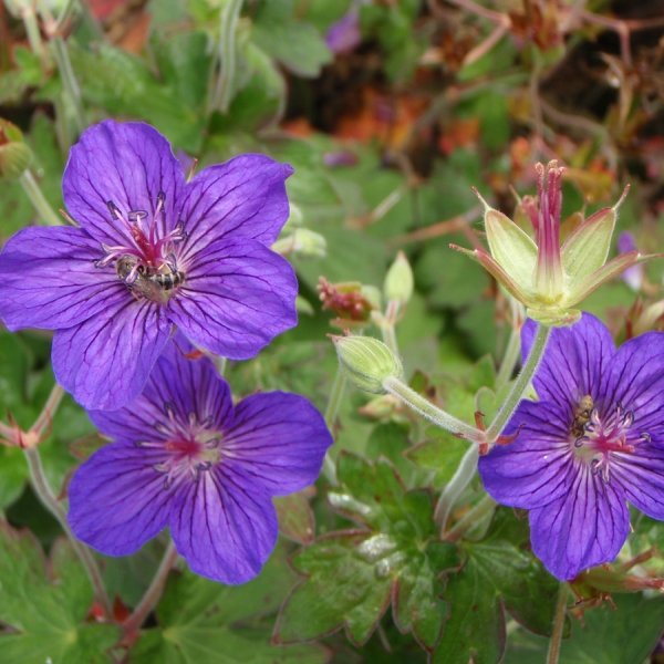 Sibirischer-Storchschnabel (Geranium wlassovianum Typ Crug Farm)