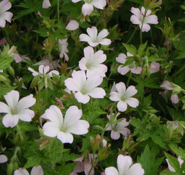Pyrenäen-Storchschnabel Rebecca Moss (Geranium oxonianum x Rebecca Moss)