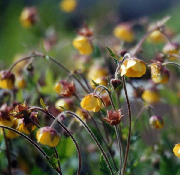 Nelkenwurz Oma Fachsenfeld (Geum Hybride Oma Fachsenfeld)