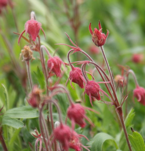 Dreiblütige Nelkenwurz Jimmy (Geum triflorum Jimmy)