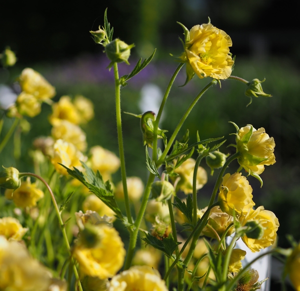 Nelkenwurz Gimlet (Geum Hybride Gimlet)