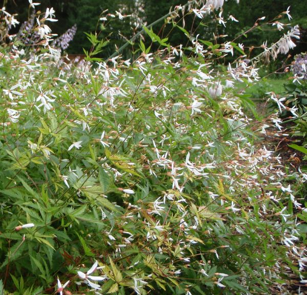 Dreiblattspiere (Porteranthus trifolia; syn. Gillenia trifoliata)