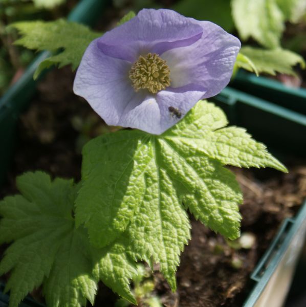 Waldmohn (Glaucidium palmatum)