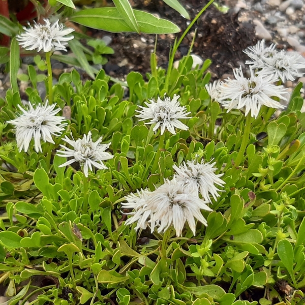 Herzblättriges Kugelblümchen Alba (Globularia cordifolia Alba)