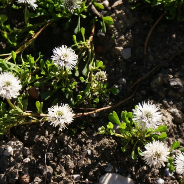 Herzblättriges Kugelblümchen Alba (Globularia cordifolia Alba)
