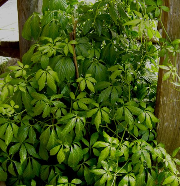 Kraut der Unsterblichkeit (Gynostemma pentaphyllum)