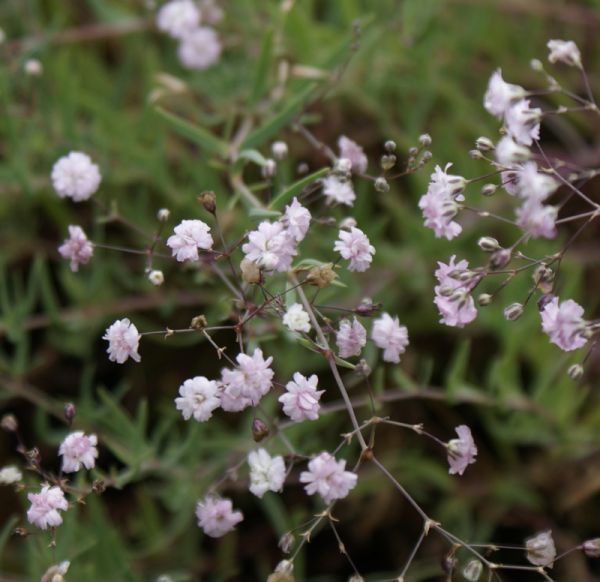 Schleierkraut Rosenschleier (Gypsophila repens Rosenschleier)