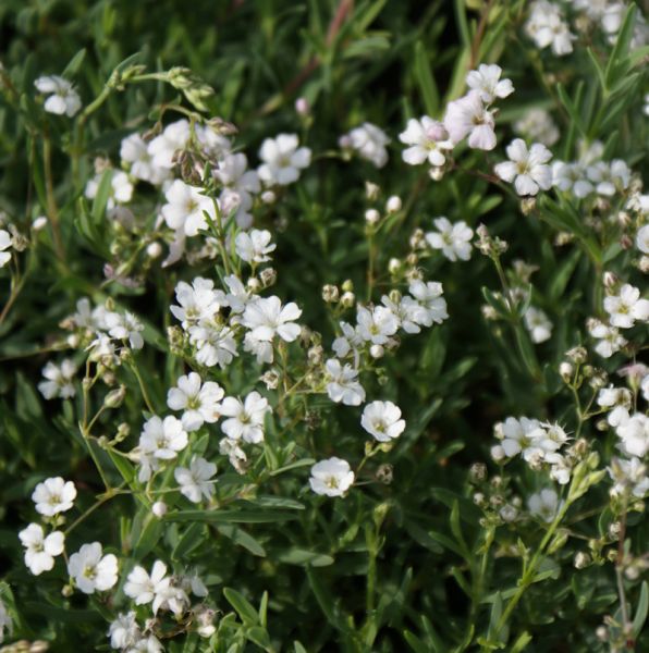 Polster-Schleierkraut (Gypsophila repens)