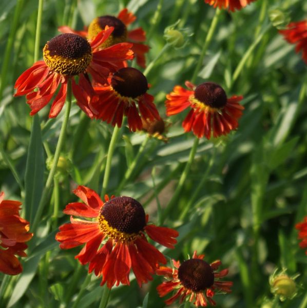Sonnenbraut Moerheim Beauty (Helenium Hybride Moerheim Beauty)