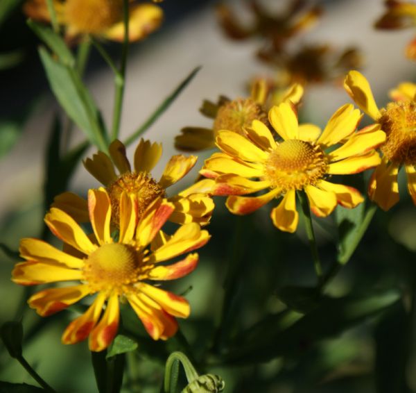 Sonnenbraut Fancy Fan (Helenium Hybride Fancy Fan)