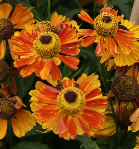 Sonnenbraut Wonadonga (Helenium hybride Wonadonga)