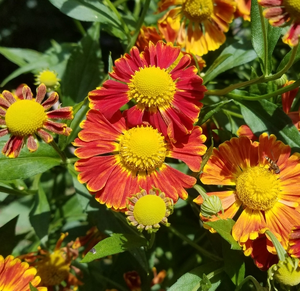 Sonnenbraut Nella (Helenium hybride Nella)