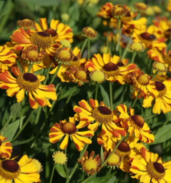 Sonnenbraut Rauchtopas (Helenium Hybride Rauchtopas)