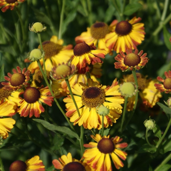 Sonnenbraut Sonnenkringel (Helenium Hybride Sonnenkringel)