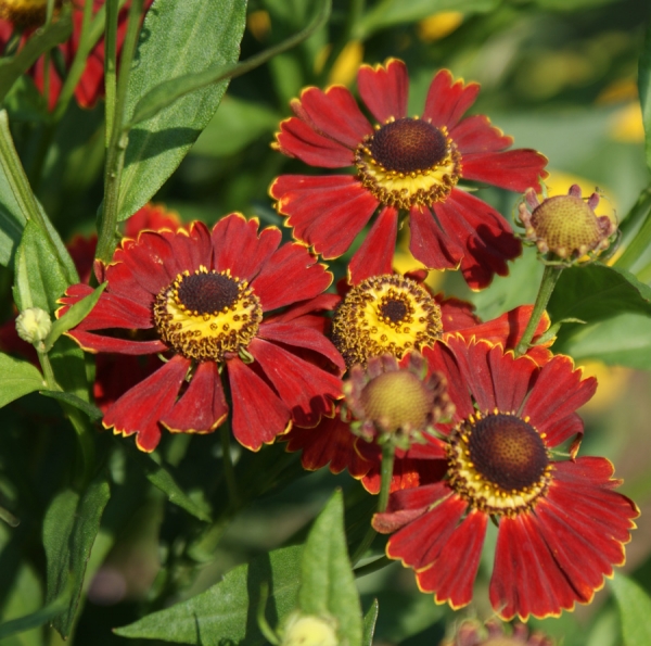 Sonnenbraut Potters Wheel (Helenium Hybride Potters Wheel)